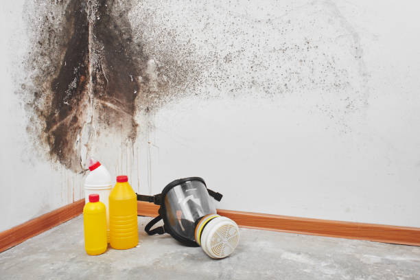 Best Fast Mold Removal  in De Soto, KS