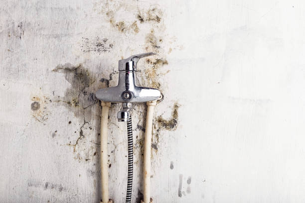 Best Mold Testing and Removal  in De Soto, KS