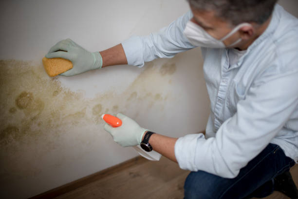 Best Black Mold Removal  in De Soto, KS
