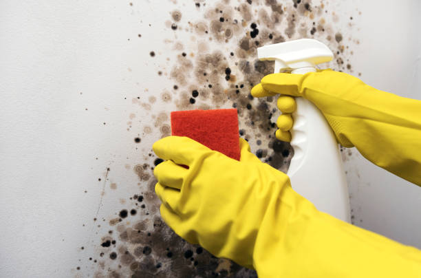 Mold Testing and Removal in De Soto, KS