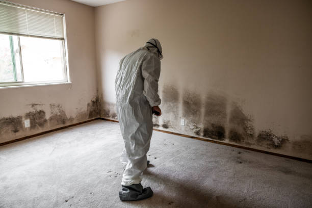 Best Mold Removal Company Near Me  in De Soto, KS