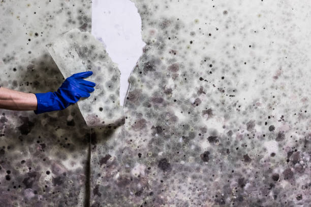 Best Same-Day Mold Removal  in De Soto, KS